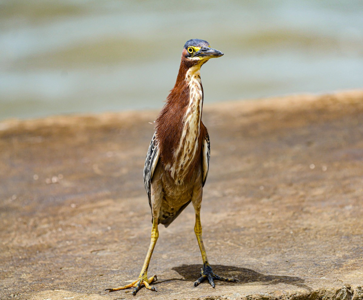 Green Heron - ML621410976