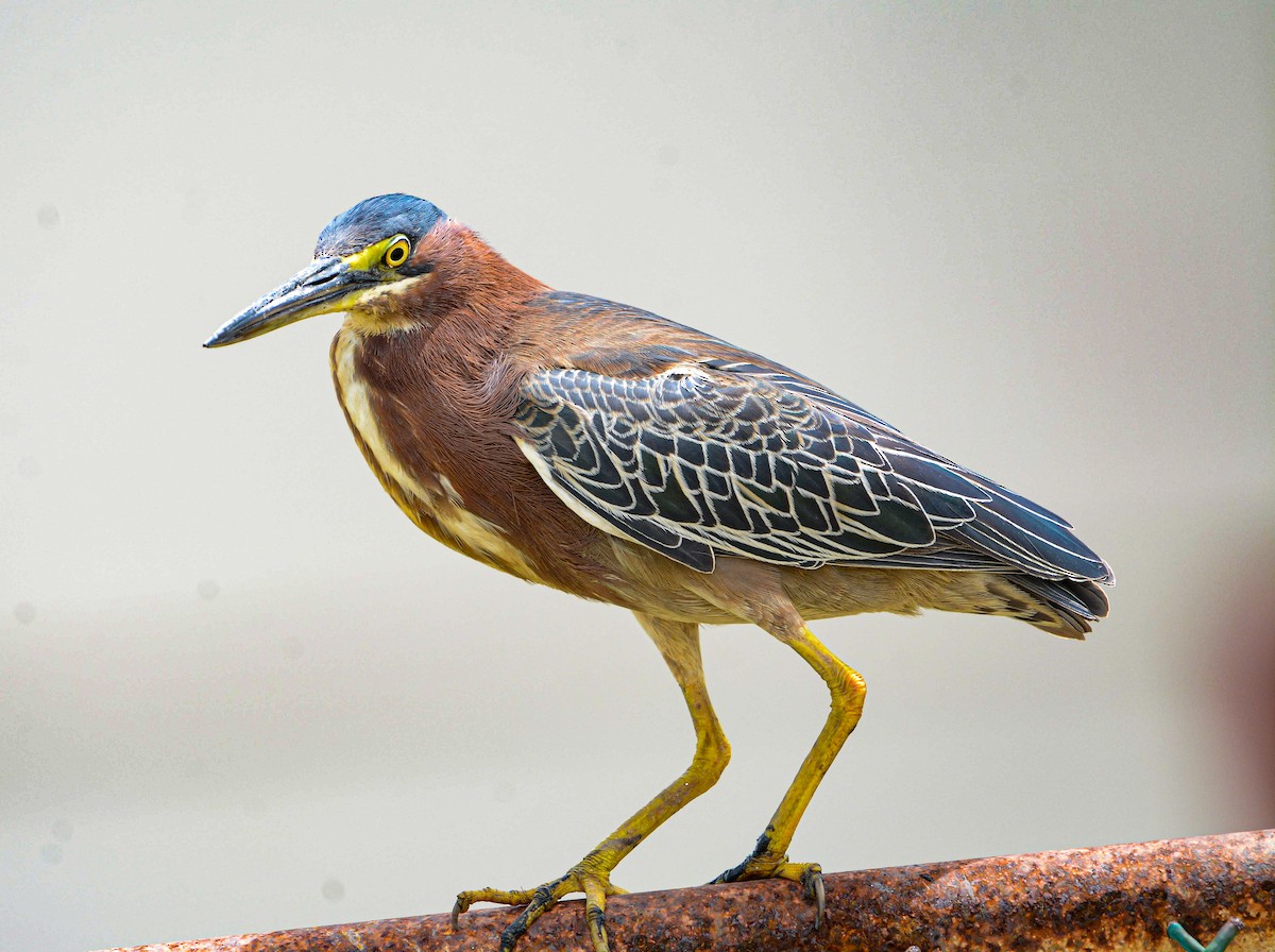 Green Heron - ML621410977
