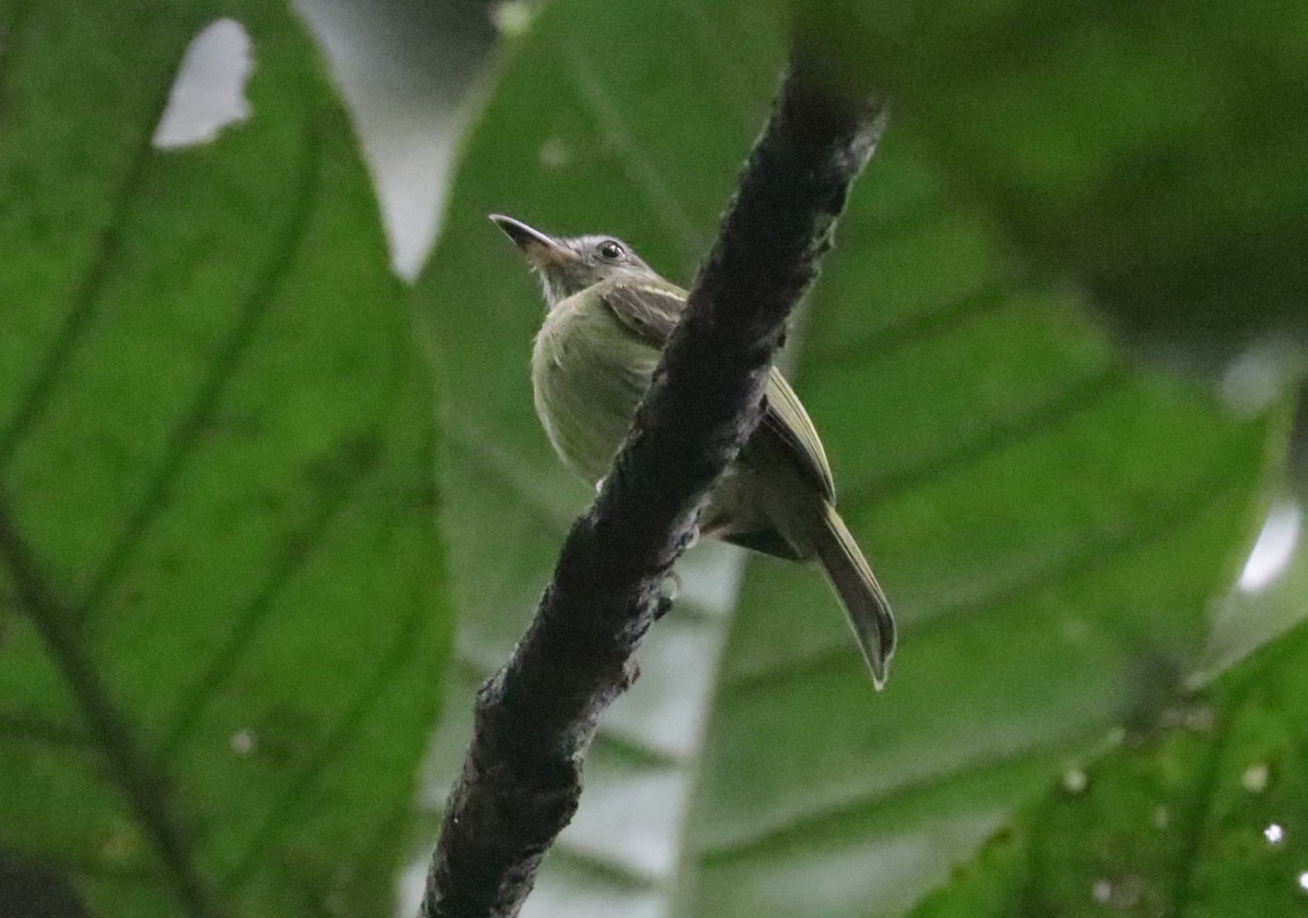 White-eyed Tody-Tyrant - ML621411004