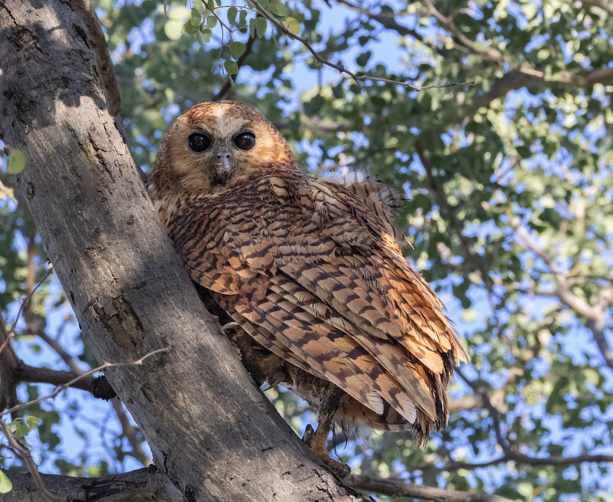 Pel's Fishing-Owl - Jim Hoover