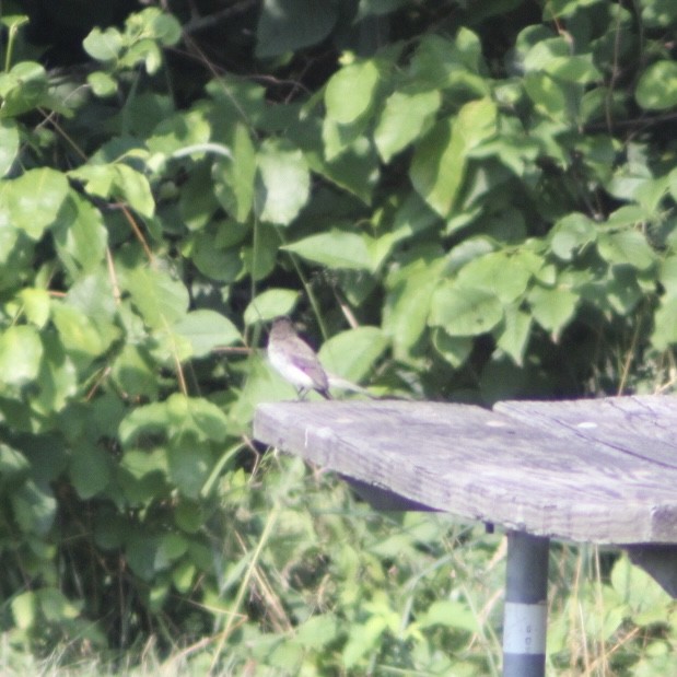 Eastern Phoebe - ML621411146