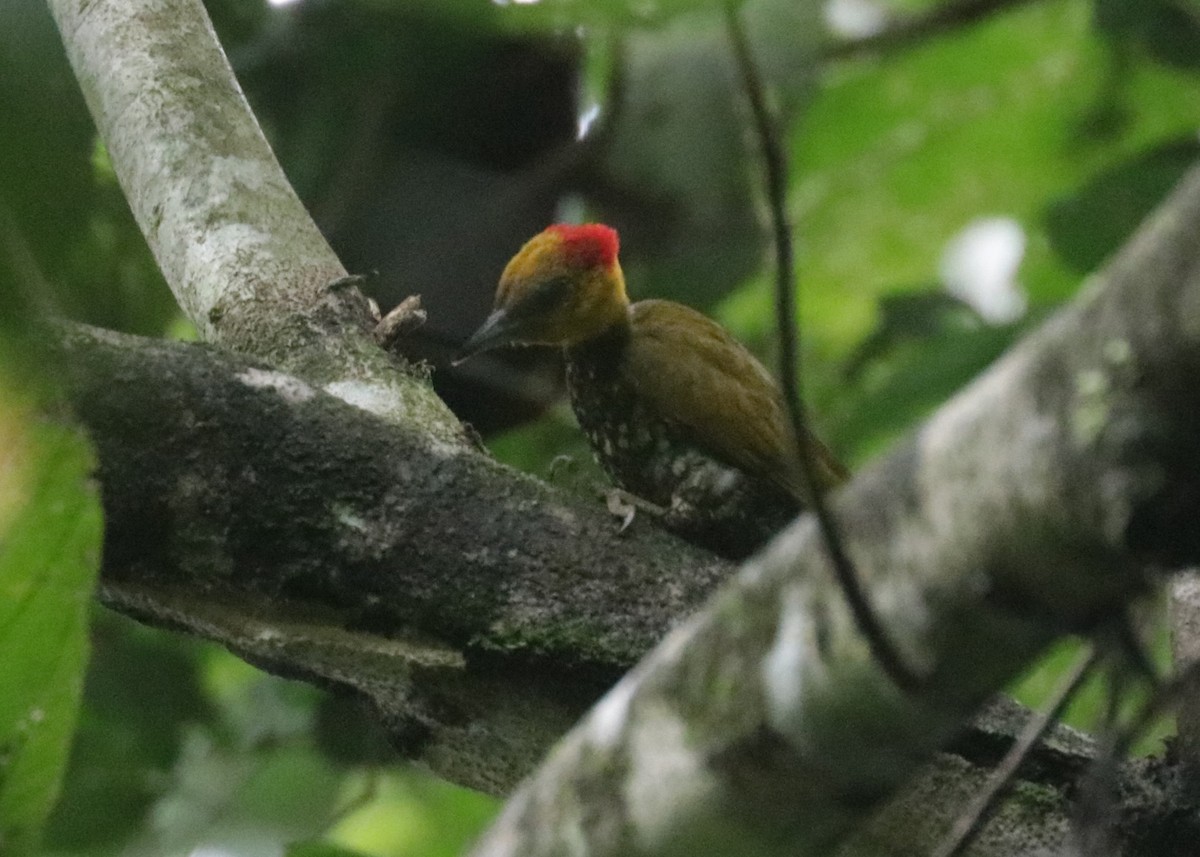 Yellow-throated Woodpecker - Émile Brisson-Curadeau