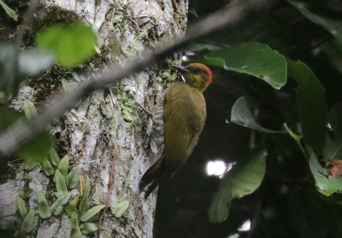 Yellow-throated Woodpecker - ML621411209