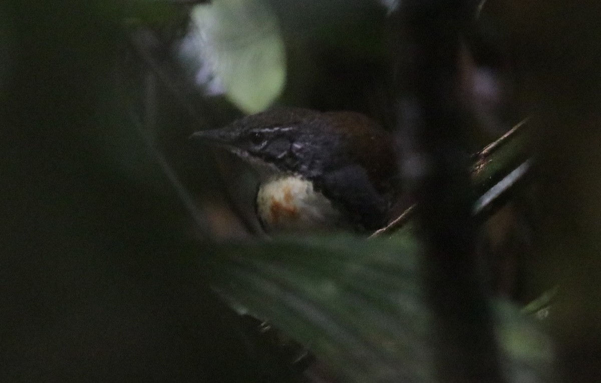 Tapaculo Amazónico - ML621411246