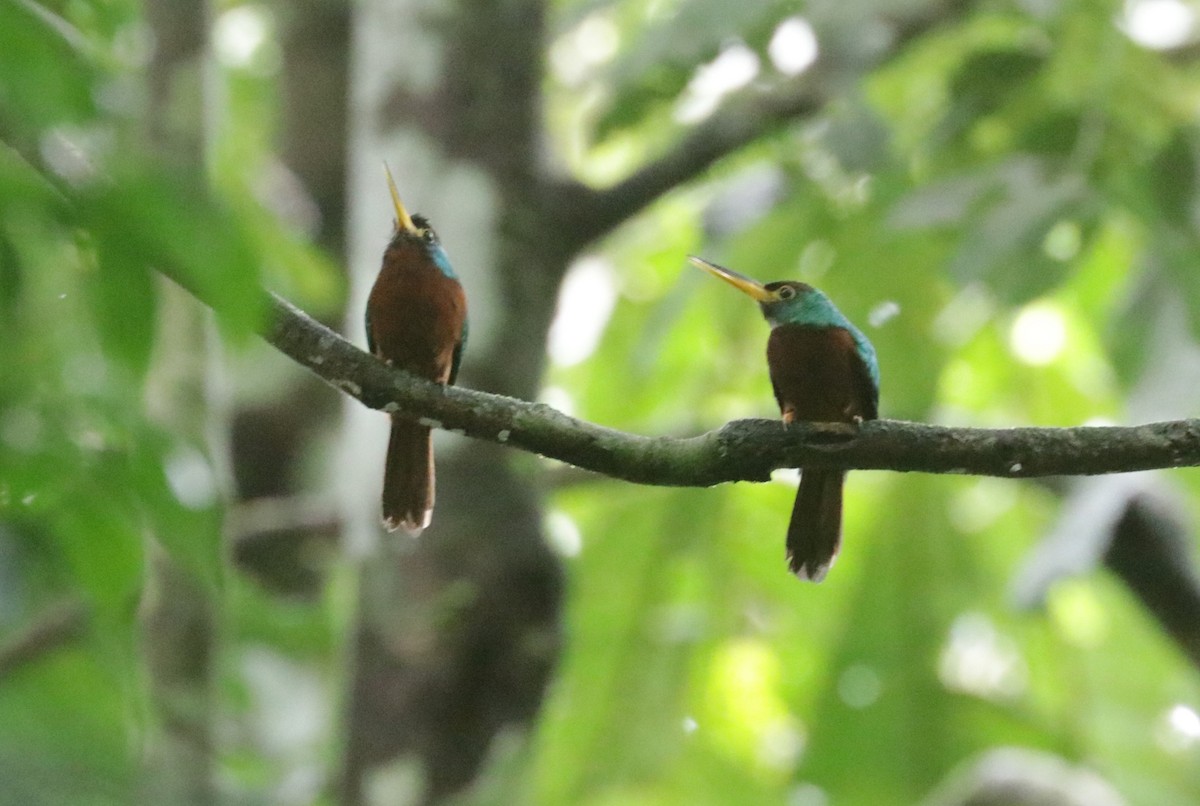 Yellow-billed Jacamar - ML621411296