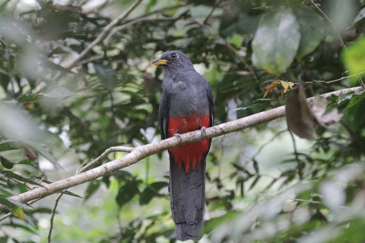 Black-tailed Trogon - ML621411327