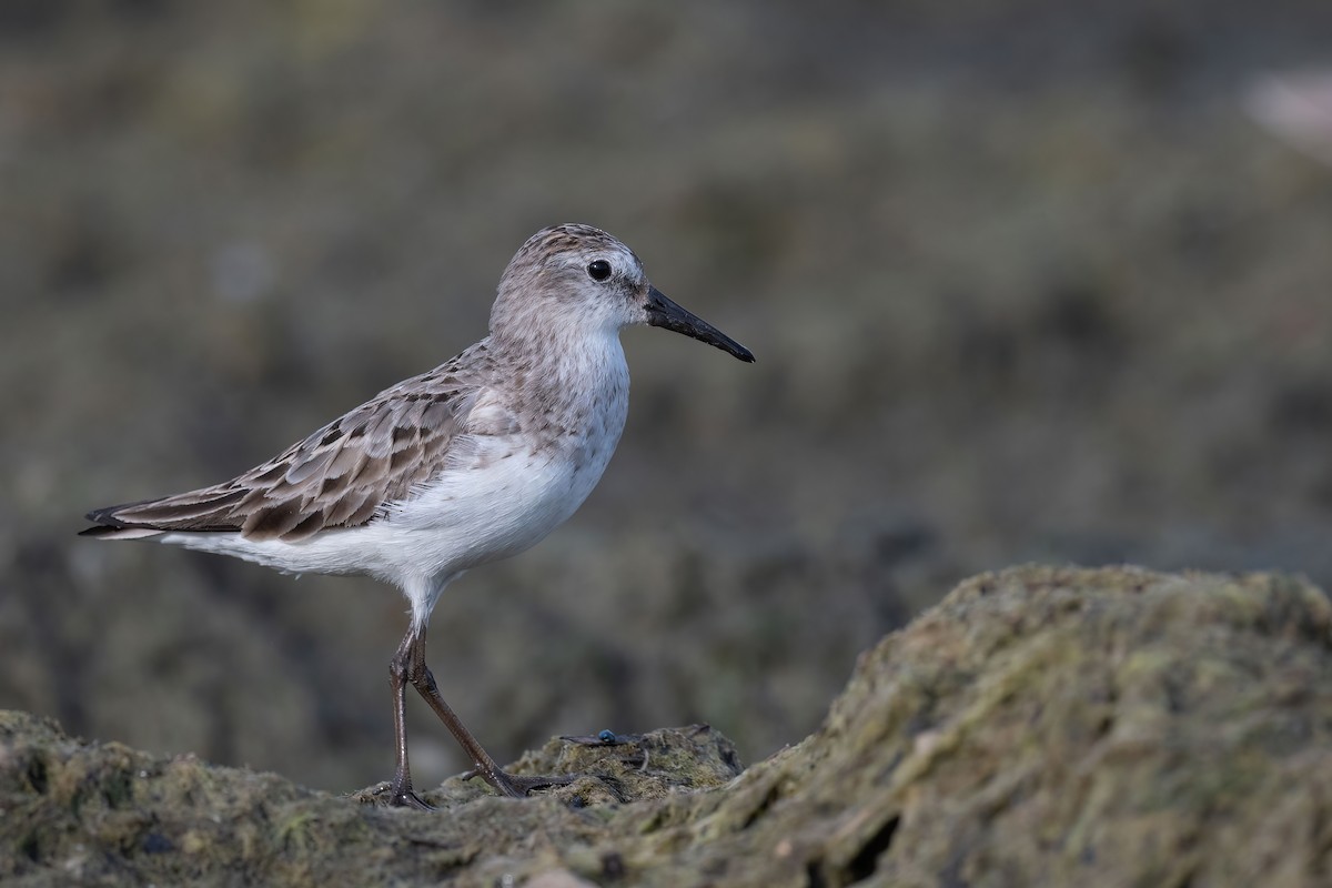 Semipalmated Sandpiper - ML621411332