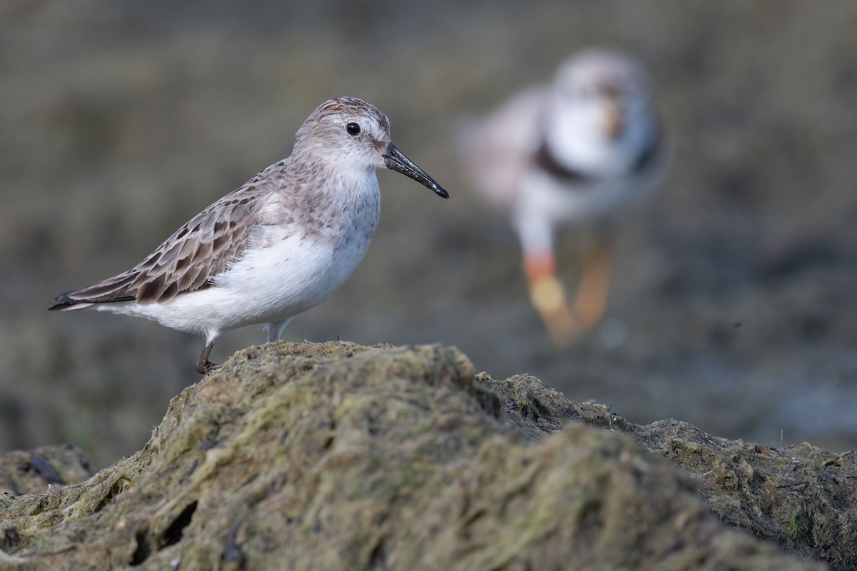 Semipalmated Sandpiper - ML621411333