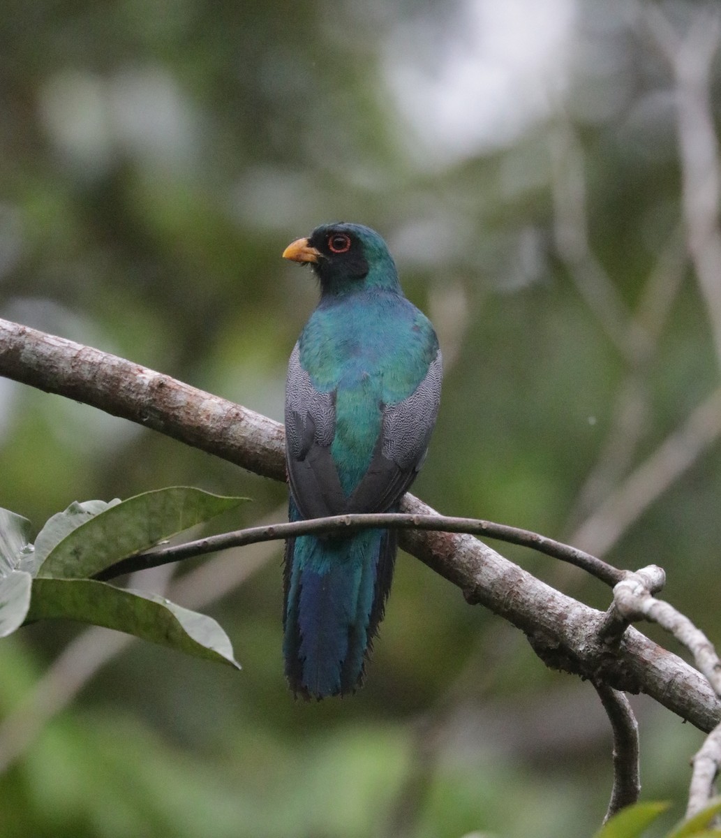 Black-tailed Trogon - ML621411336