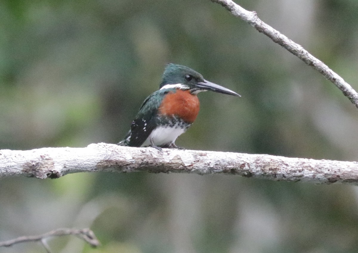 Green Kingfisher - ML621411341