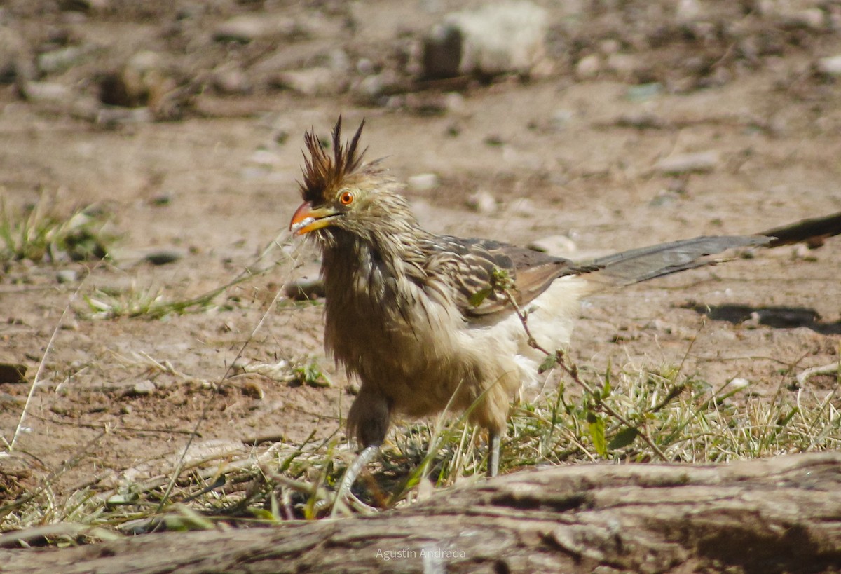 Guira Cuckoo - ML621411354