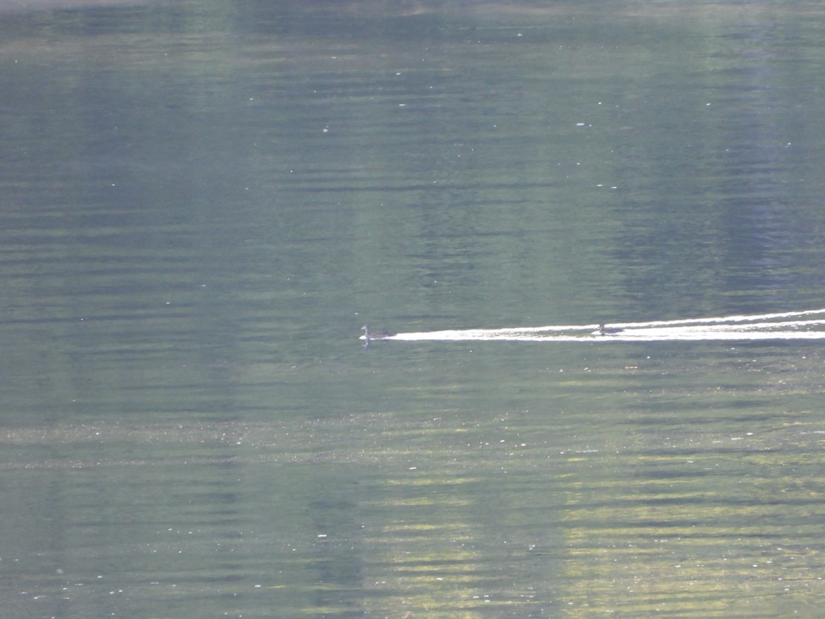 Wood Duck - ML621411378