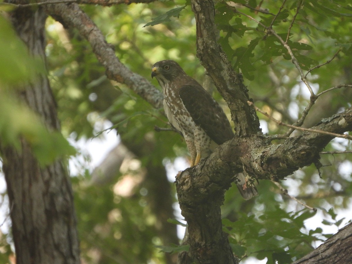 Broad-winged Hawk - ML621411388