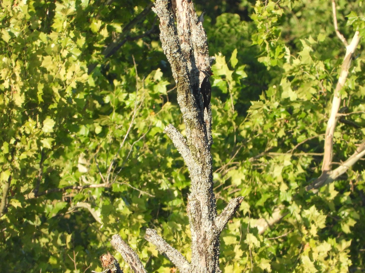Pileated Woodpecker - ML621411398