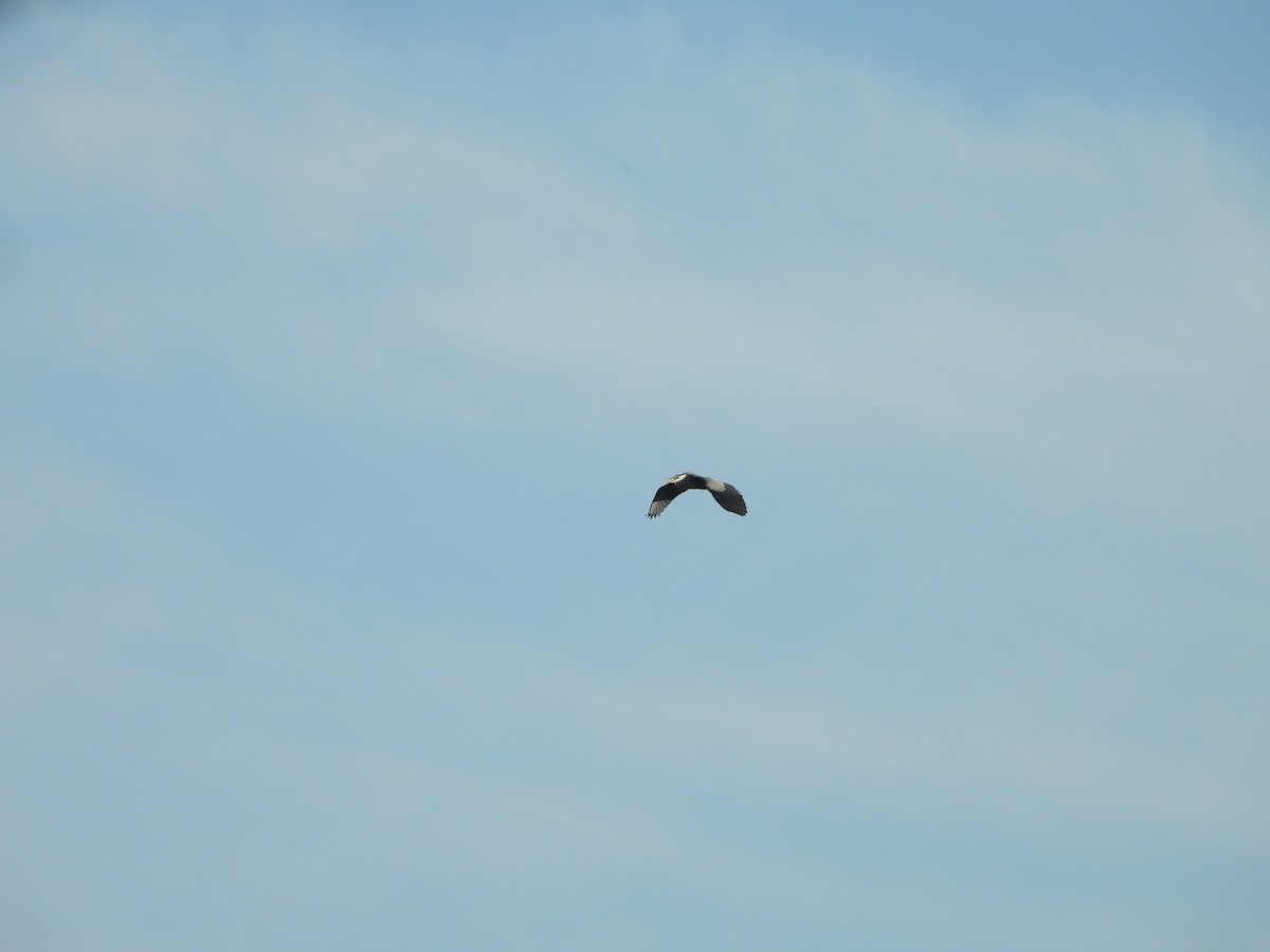 Great Blue Heron - ML621411407