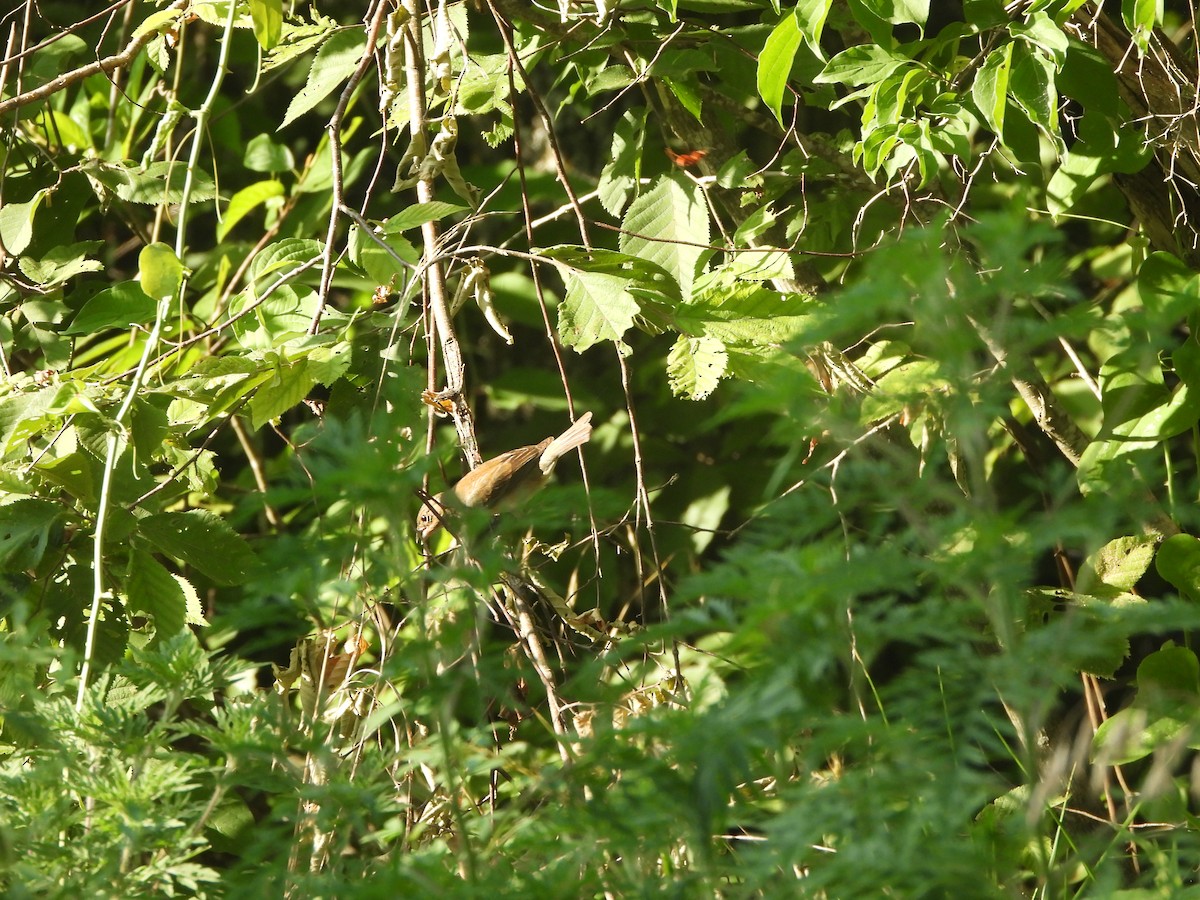 Indigo Bunting - ML621411422