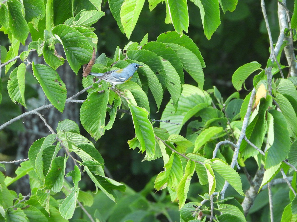 Northern Parula - ML621411439