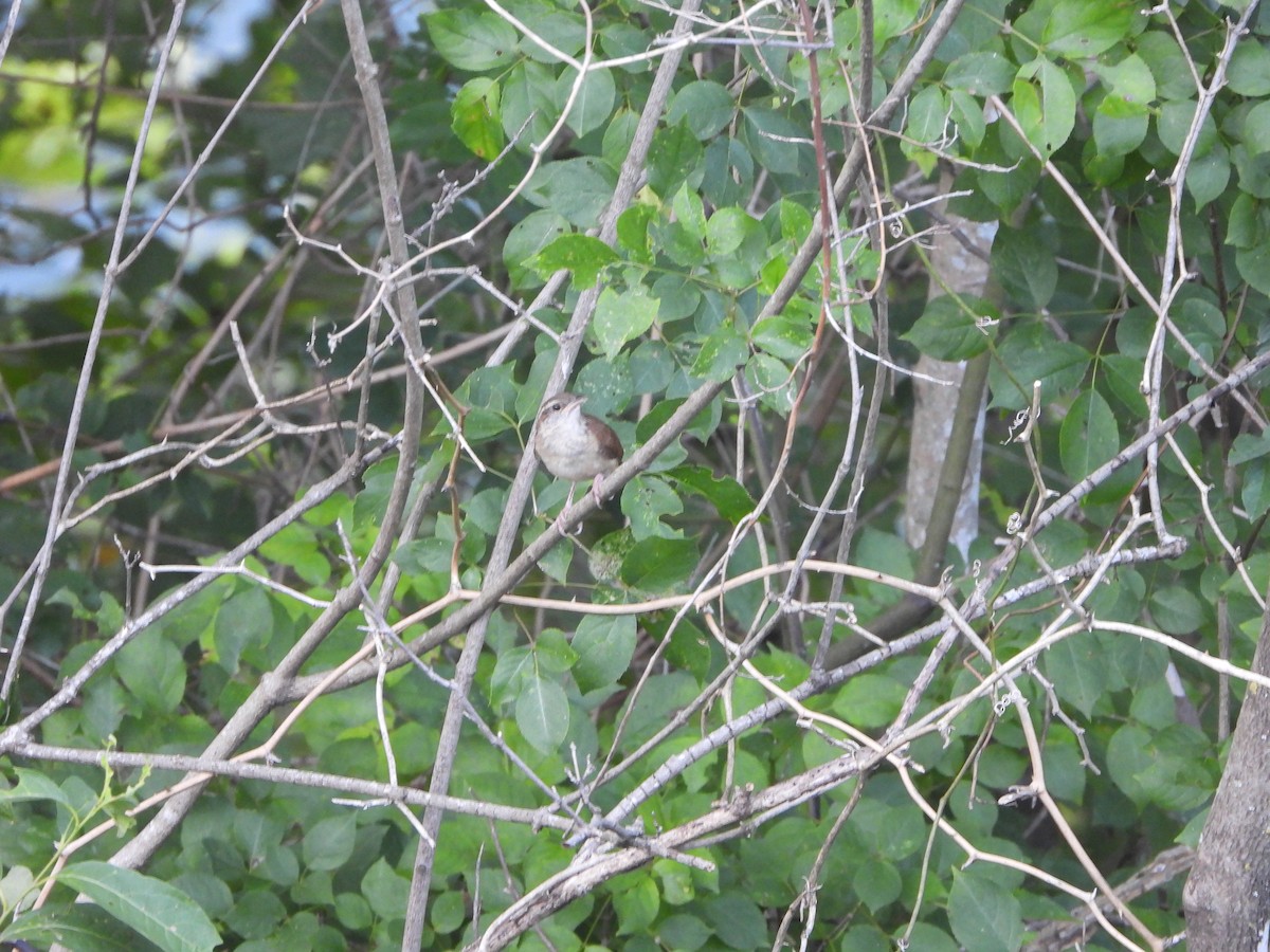 Carolina Wren - ML621411450
