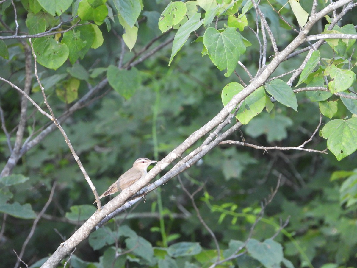 Red-eyed Vireo - ML621411469