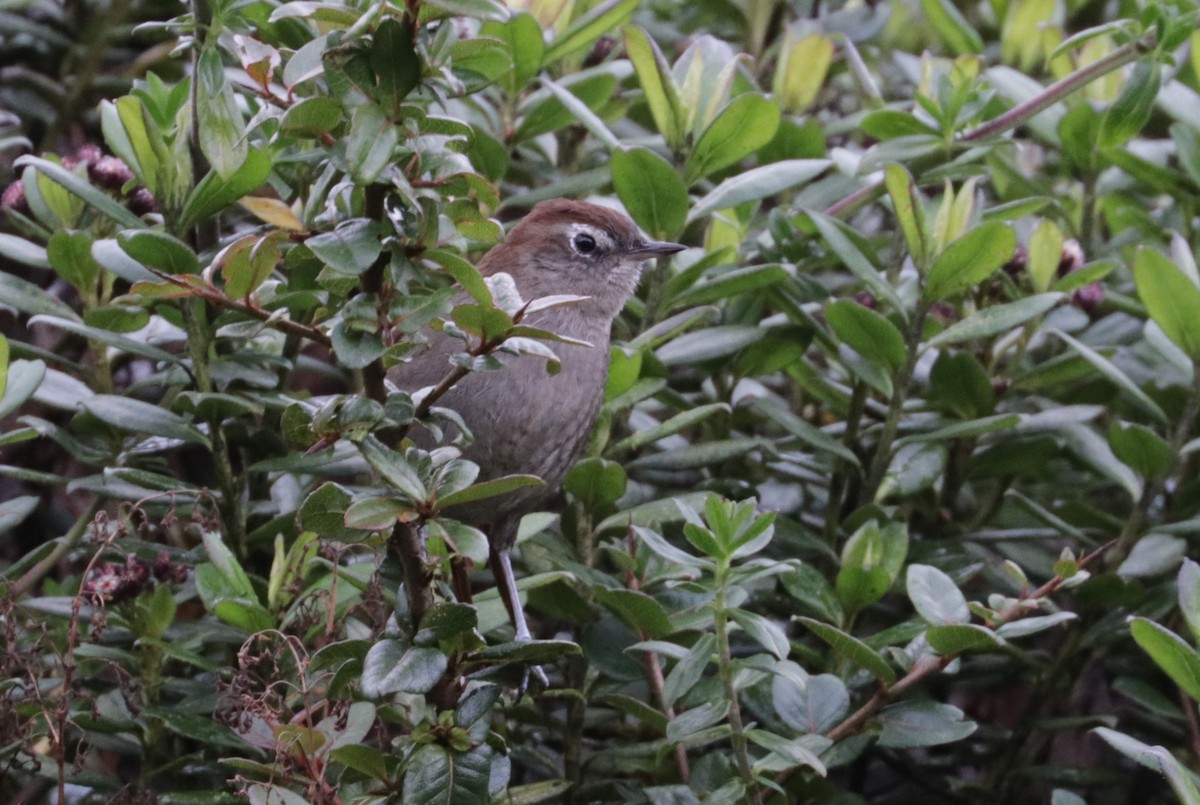 White-browed Spinetail - ML621411487