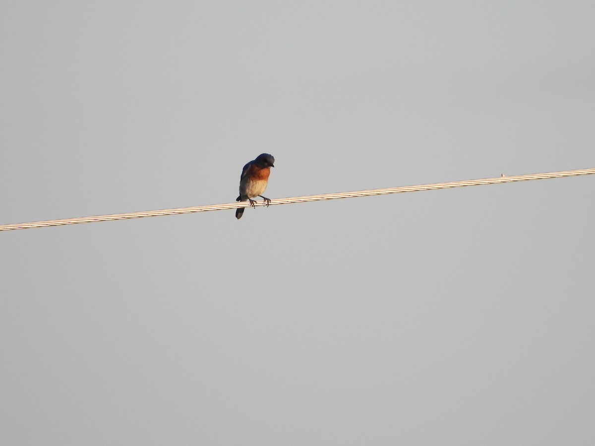 Eastern Bluebird - ML621411508