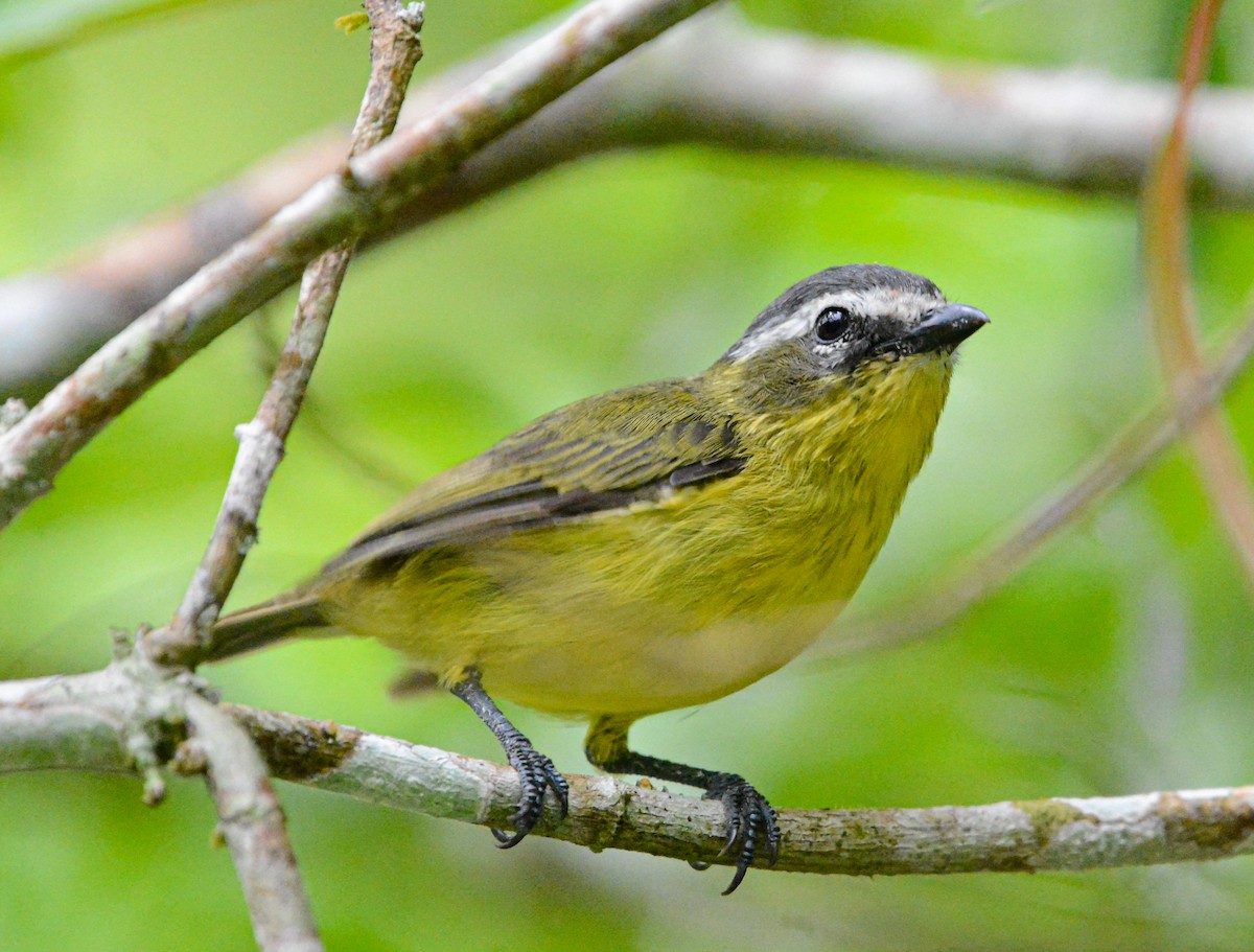 Yellow-bellied Tyrannulet - ML621411645