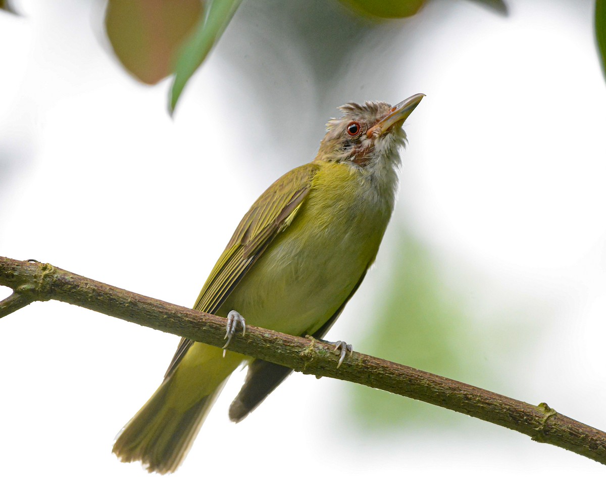 Yellow-green Vireo - ML621411652