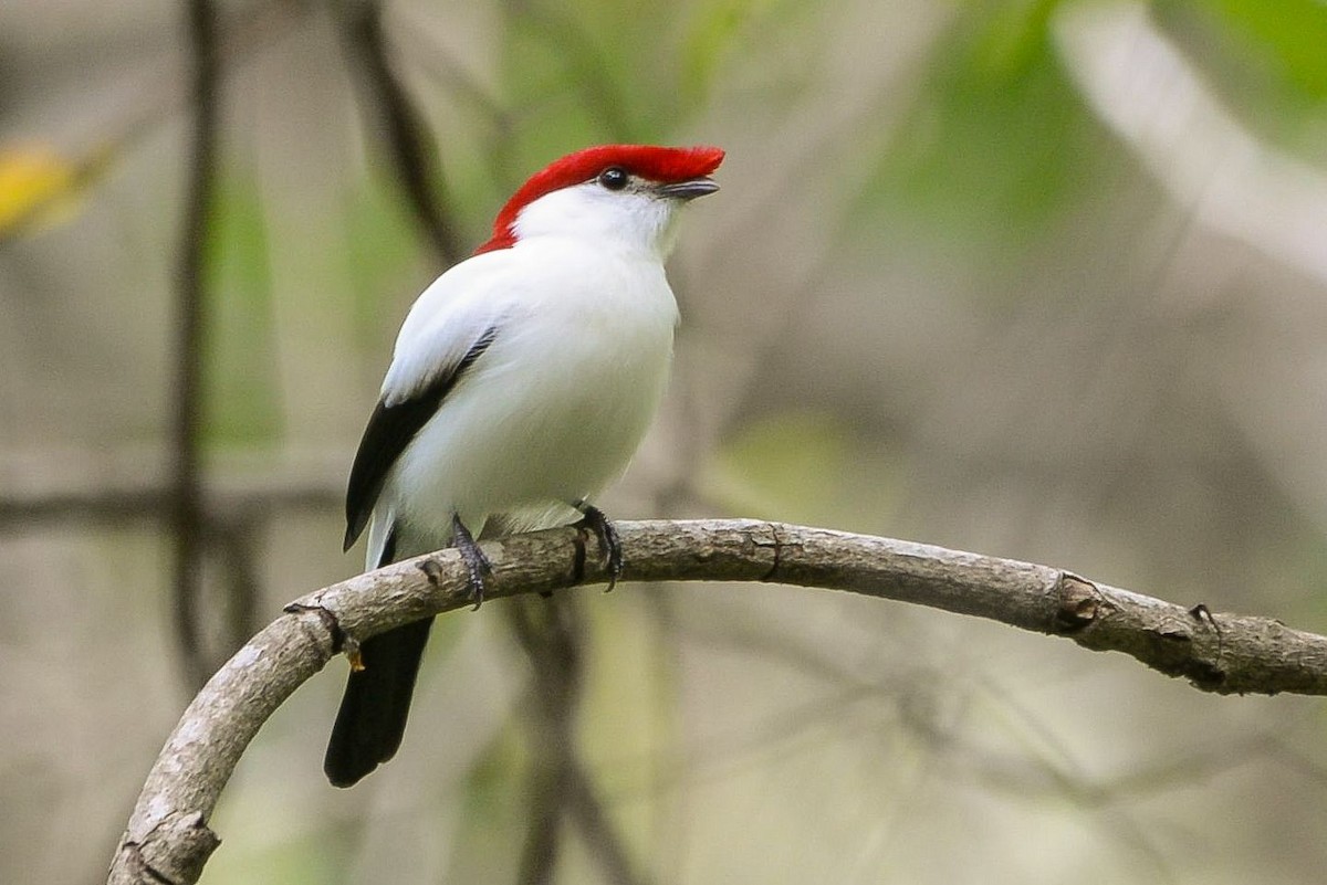 Araripe Manakin - ML621411669