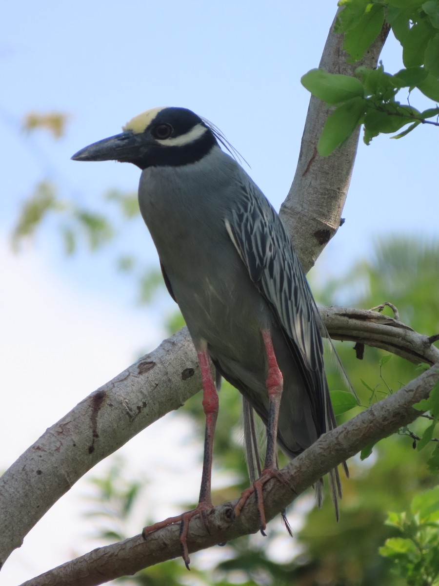 Yellow-crowned Night Heron - ML621411714