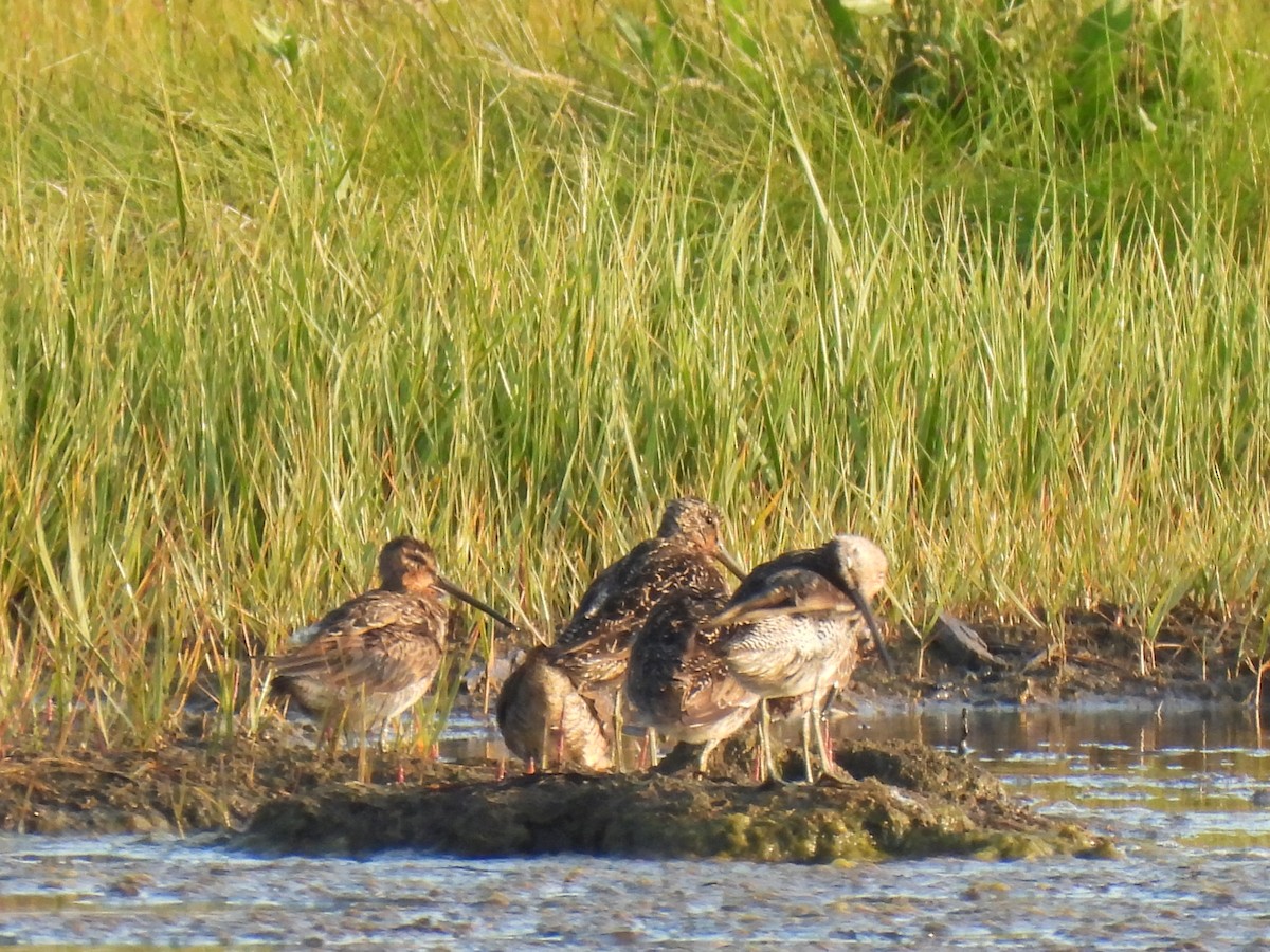 kortnebbekkasinsnipe - ML621411745