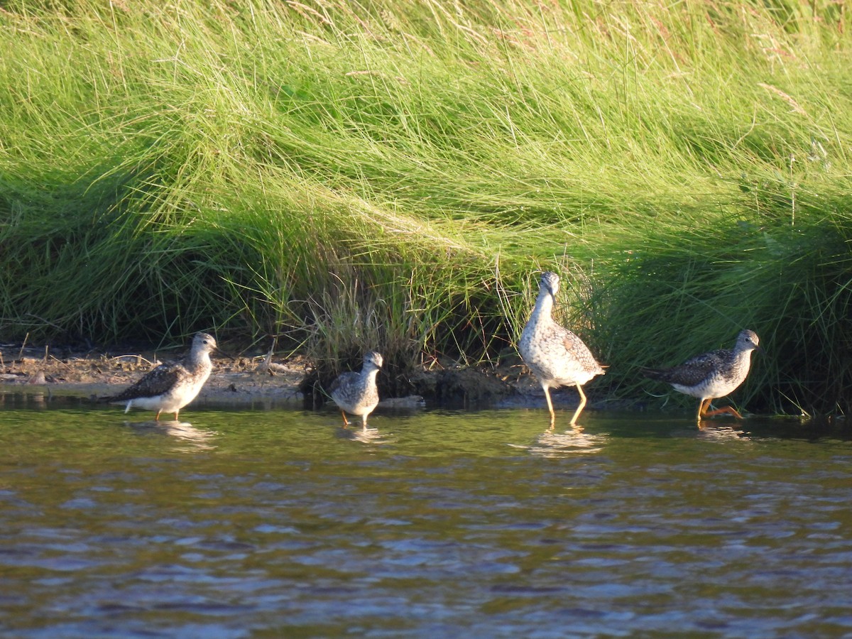 Greater Yellowlegs - Jeff&Jenn Joffray