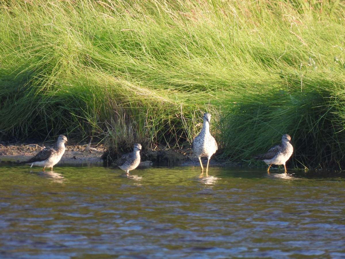 gulbeinsnipe - ML621411772