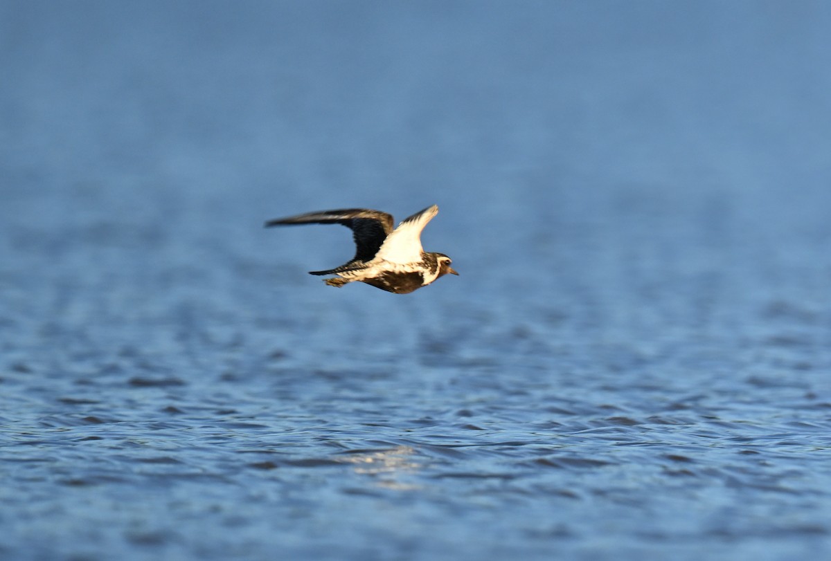 European Golden-Plover - ML621411807