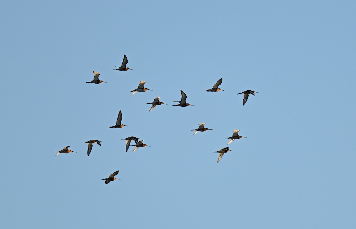 Black-tailed Godwit - Manuel Segura Herrero