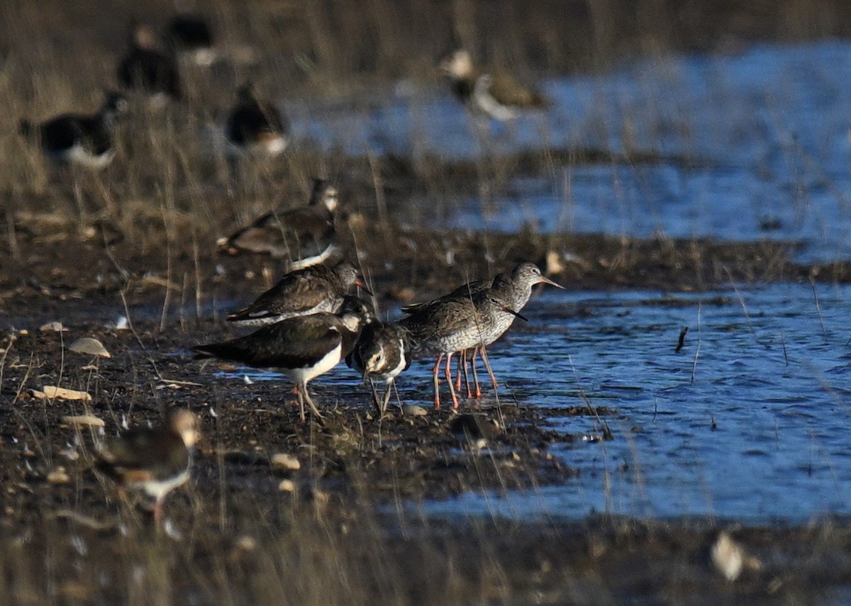 Common Redshank - ML621411821