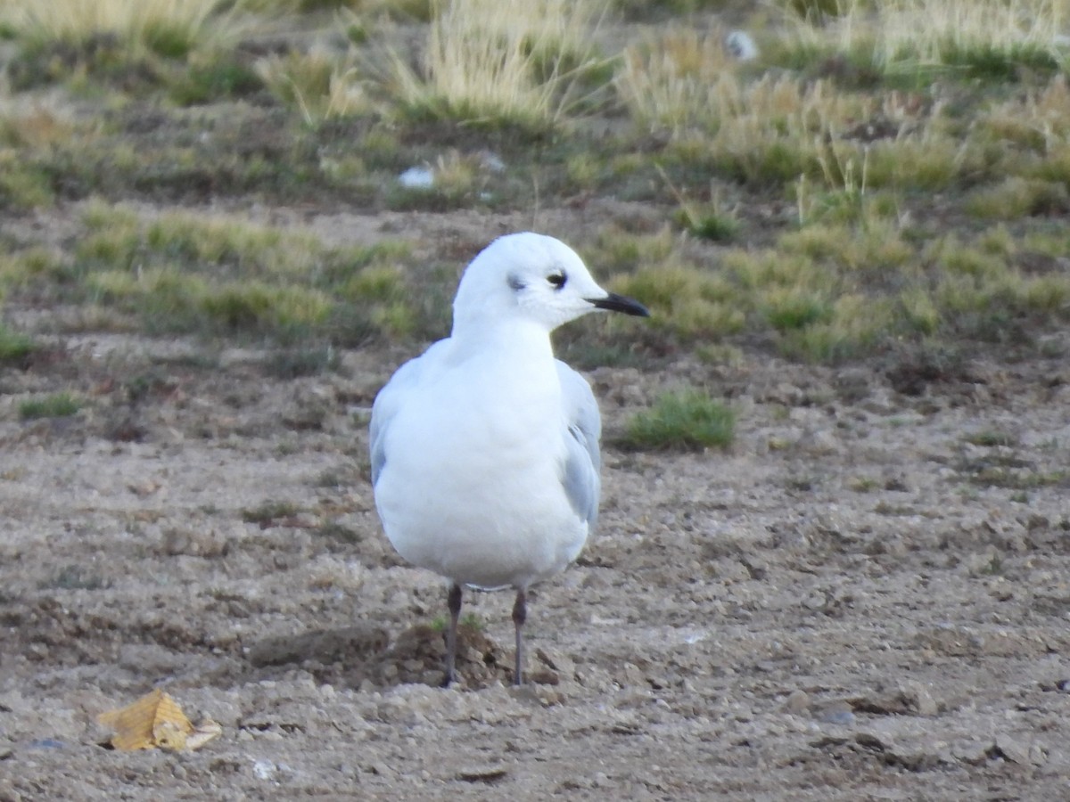 Andean Gull - ML621411830