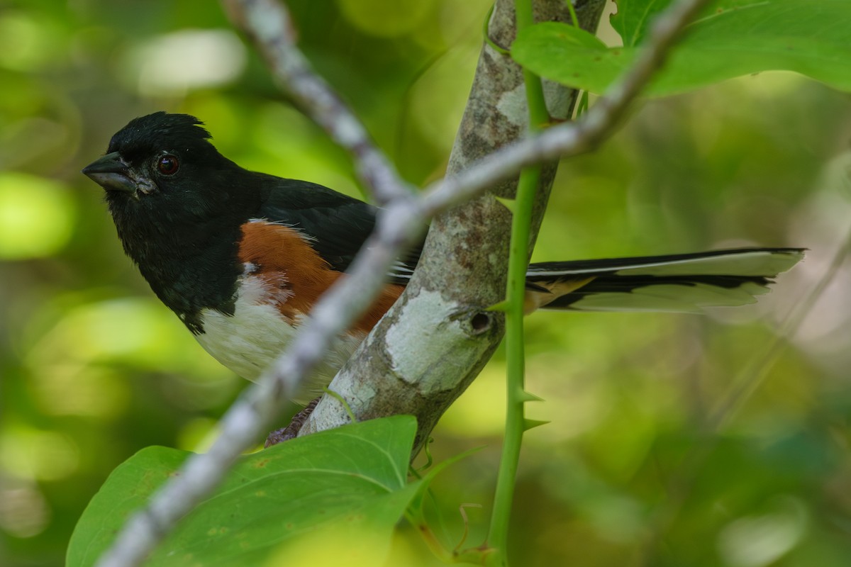 Eastern Towhee - ML621411846