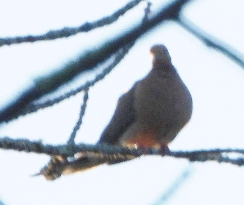 Mourning Dove - ML621411871