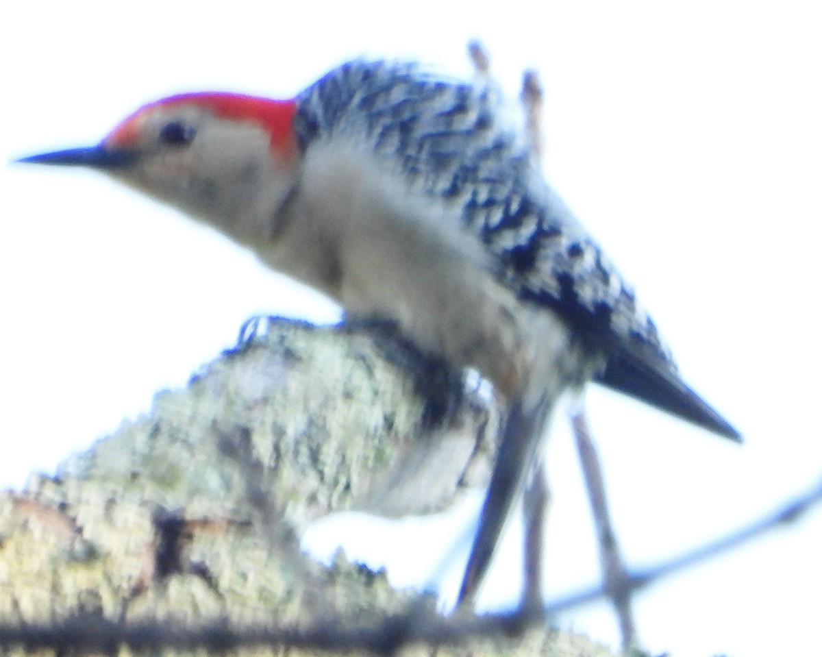 Red-bellied Woodpecker - ML621411896