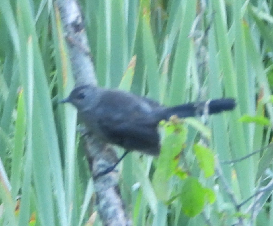 Gray Catbird - ML621411923