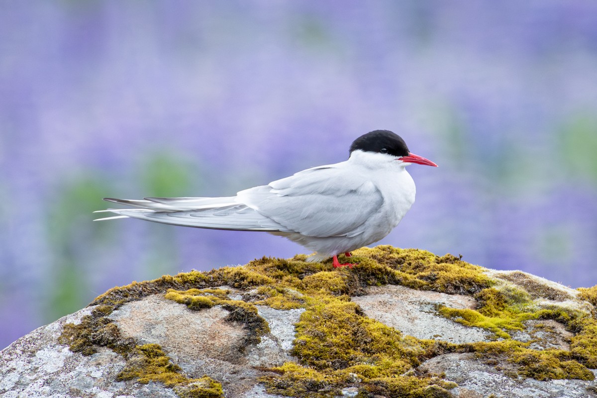 שחפית קוטב - ML621411933