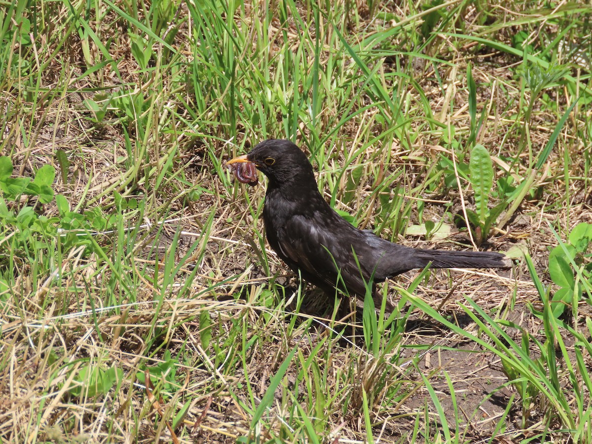 Eurasian Blackbird - ML621411948