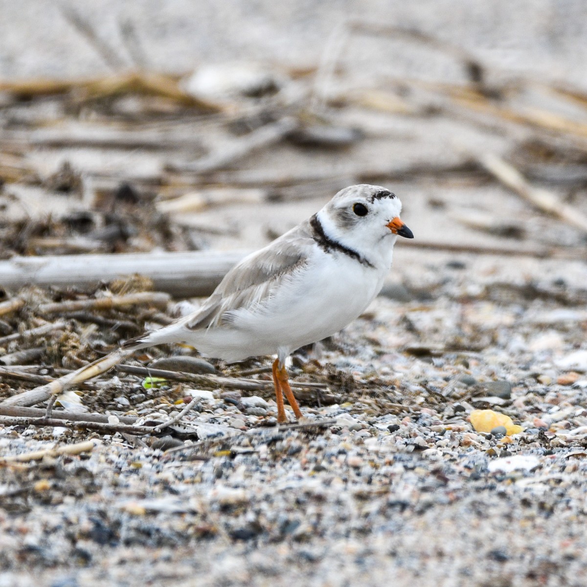 Piping Plover - ML621411955