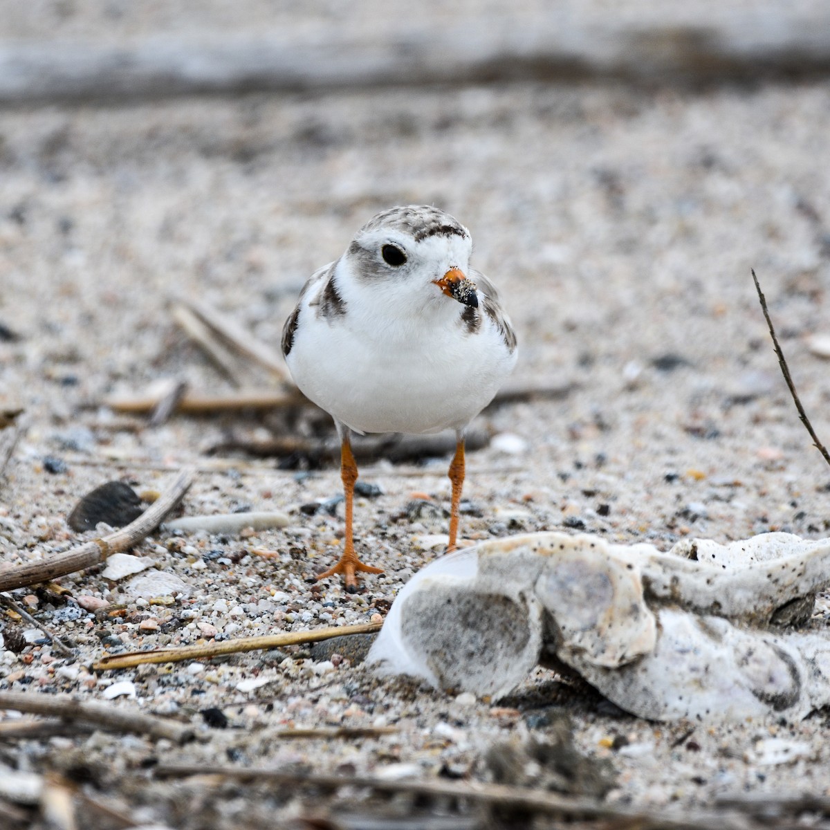 Piping Plover - ML621411957