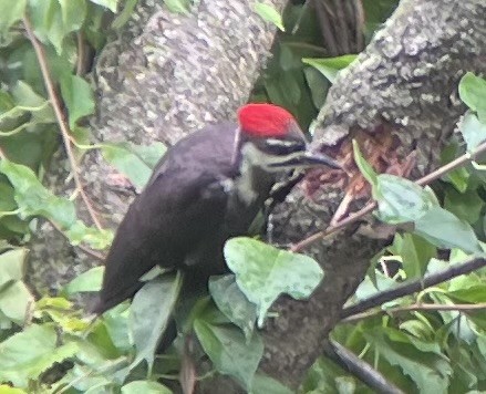 Pileated Woodpecker - ML621411999