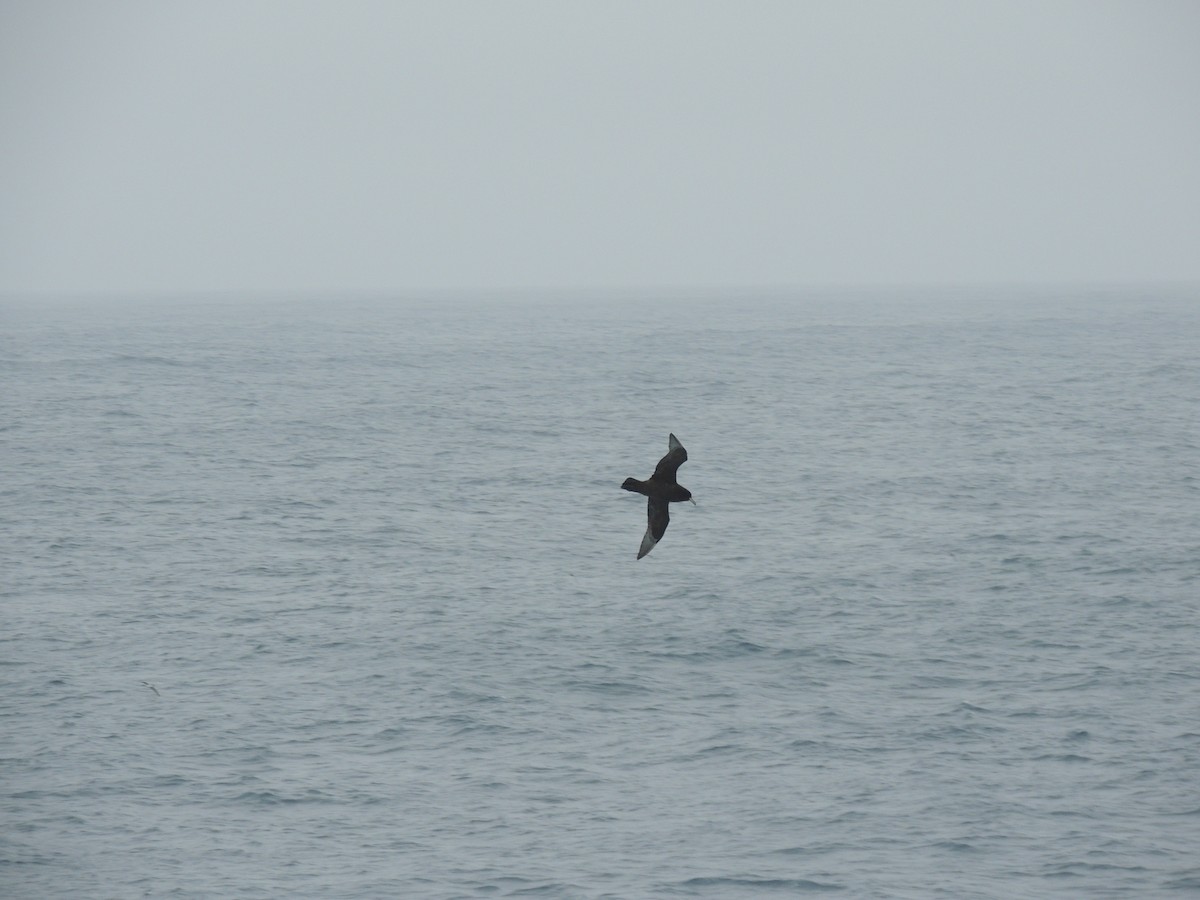 White-chinned Petrel - ML621412020