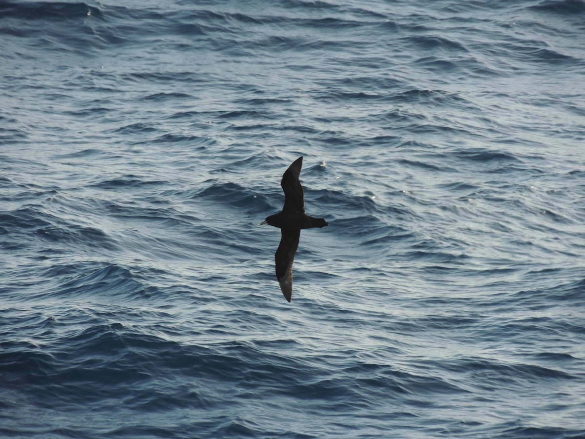 White-chinned Petrel - ML621412021