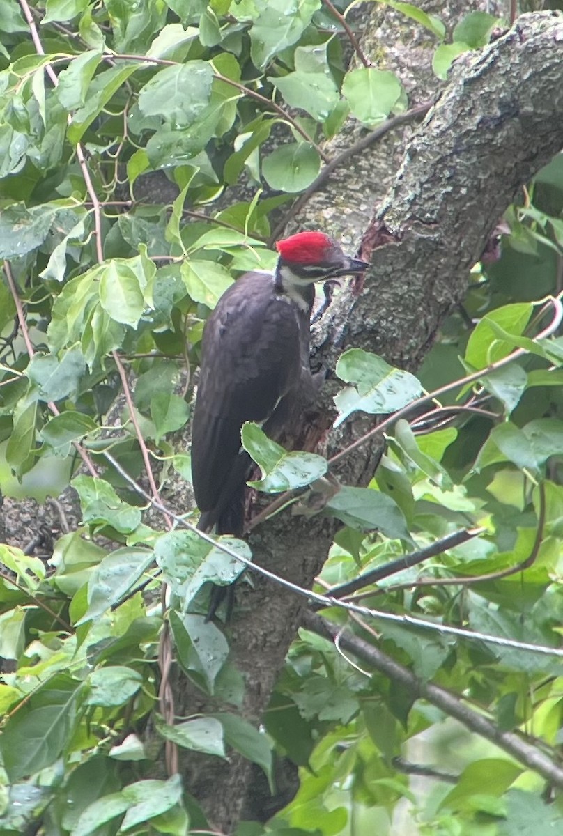 Pileated Woodpecker - ML621412054