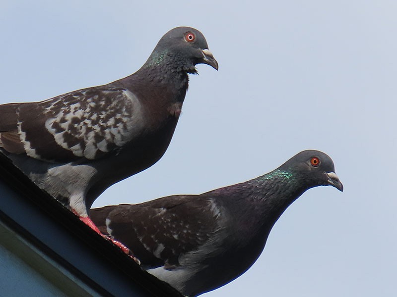 Rock Pigeon (Feral Pigeon) - ML621412058