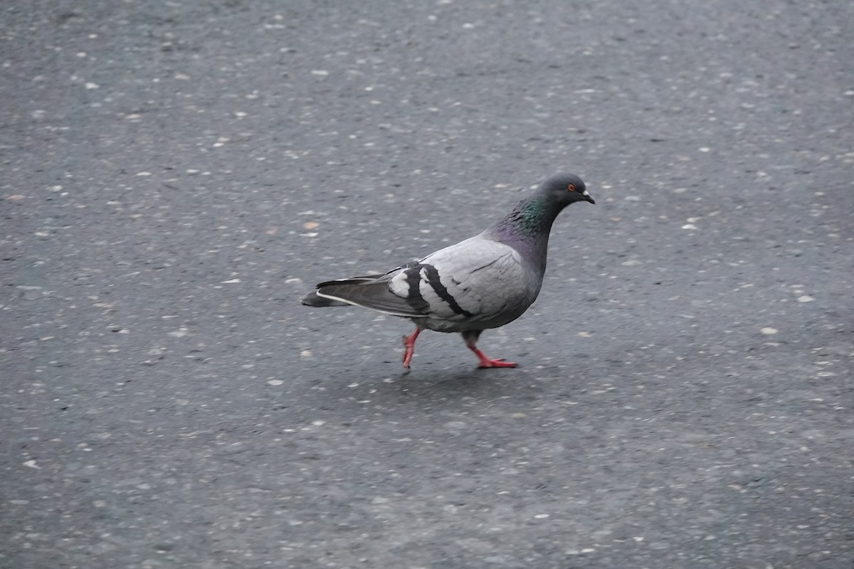 Rock Pigeon (Feral Pigeon) - ML621412106